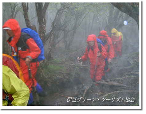 雨の天城山ガイド