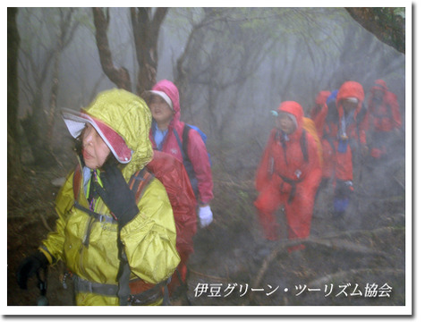 雨の天城山ガイド
