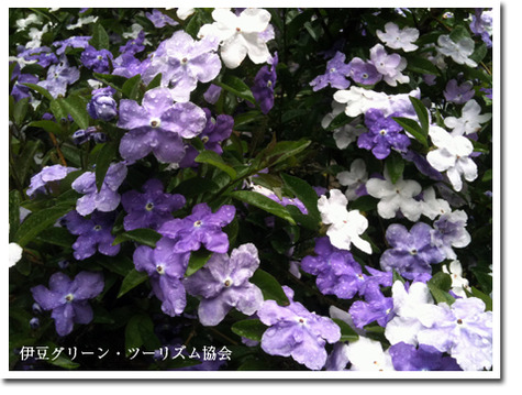 匂蕃茉莉