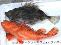 ボウチョウカサゴとマトウダイ