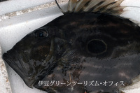 マトウダイ