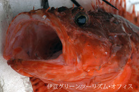 ボウチョウカサゴ