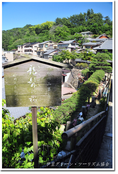 龍髭の松