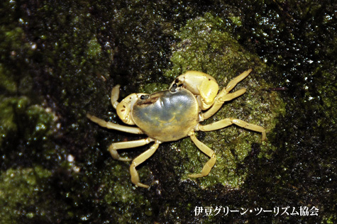 サワガニ