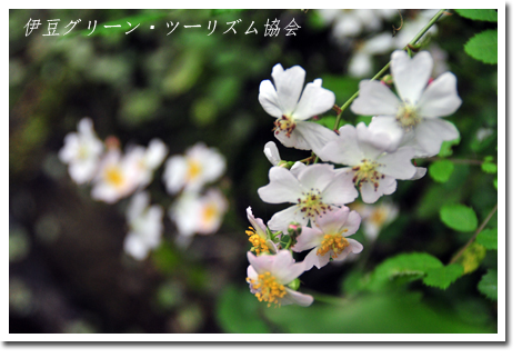 野薔薇