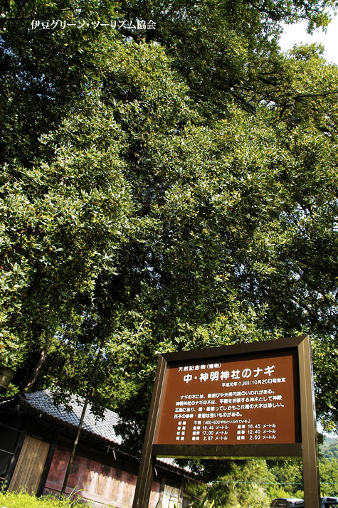 天然記念物ナギの木