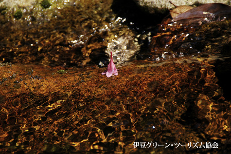 渓流に花びら