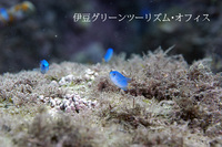 ソラスズメダイ