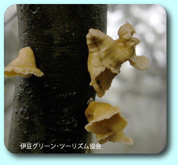 湿るキノコ