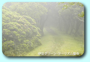 雨の山、ぼんやり幻想