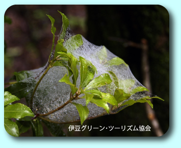 梅雨の山..蜘蛛の巣