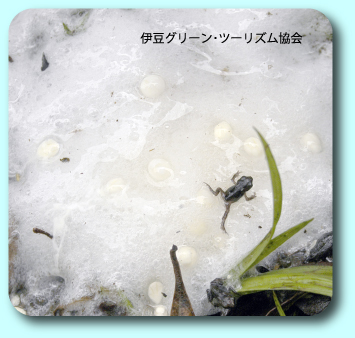 あっモリアオガエル発見!