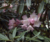 アマギシャクナゲ