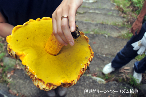 アカヤマドリ