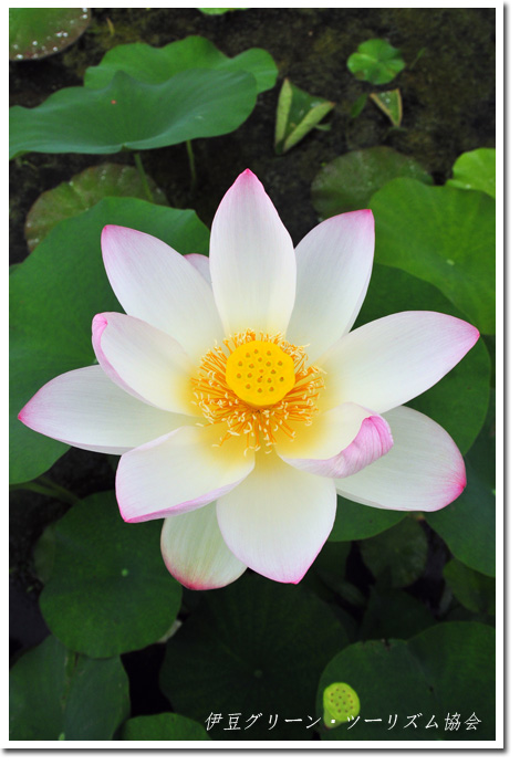 蓮の花