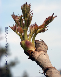 キャンプで山菜料理(たらの芽)