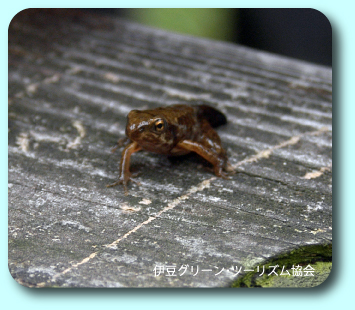 モリアオガエル発見!