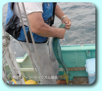シイラがバカ釣れ!漁師体験