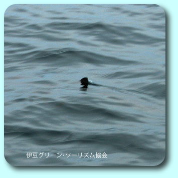 カジキがカツオを追う!サプライズ遭遇