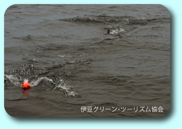 カジキがカツオを追う!サプライズ遭遇
