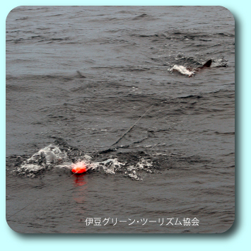 カジキがカツオを追う!