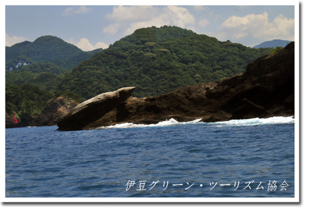 巨大カメが陸地へ登るのを発見した!