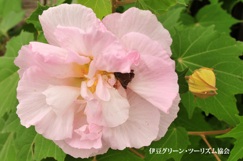 酔芙蓉、ちょっと酔ってきたかな