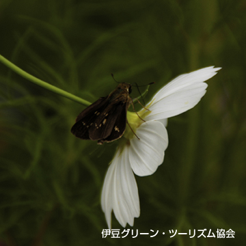 うどんこ?