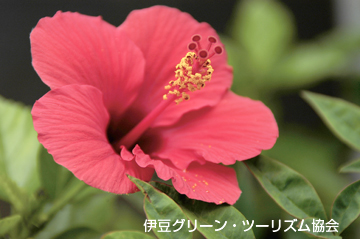 秋のハイビスカス