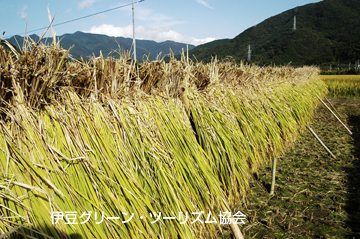 日本の秋!実りの秋!
