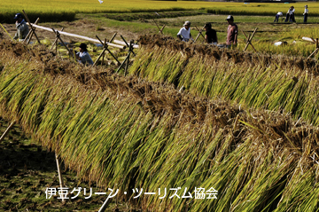 日本の秋!実りの秋!