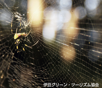 蜘蛛の網の張り方知ってます?