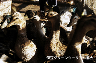 JOYZ!とんび農園の平飼いの鳥を見学