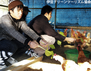 JOYZ!とんび農園の平飼いの鳥を見学