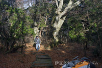 木漏れ日と落葉の絨毯