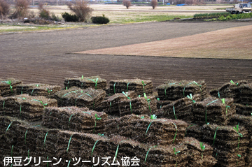 芝生畑、出荷作業