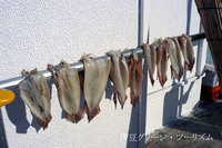 沖干しのイカ