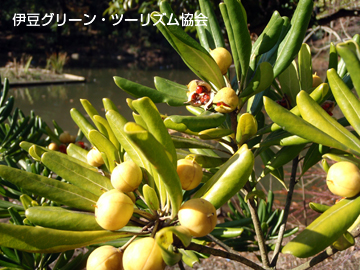 トベラのベタベタ