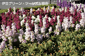 冬の花壇、宇久須地域探訪
