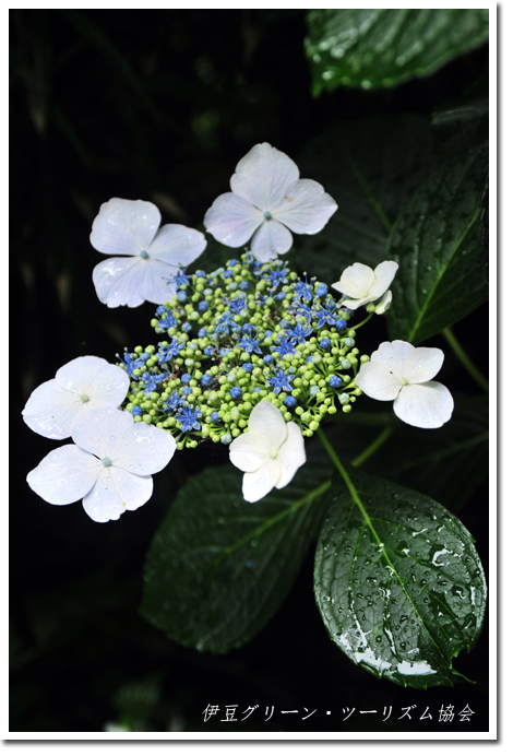 梅雨の花