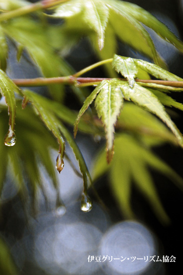 滴り落ちる雨粒