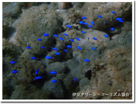 楽しいシュノーケリング体験
