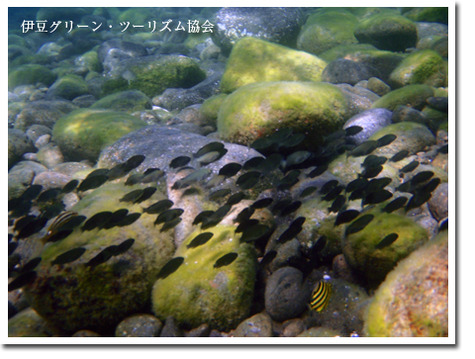 楽しいシュノーケリング体験