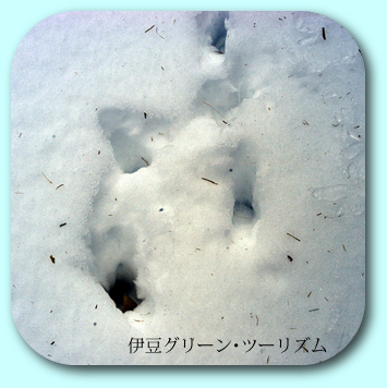 アニマルトラック!タヌキ君・・