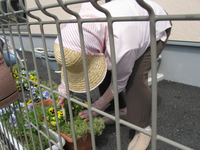 花の苗の植え替えの準備