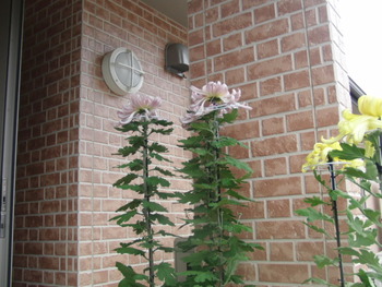 観賞菊毎年持参してくれます