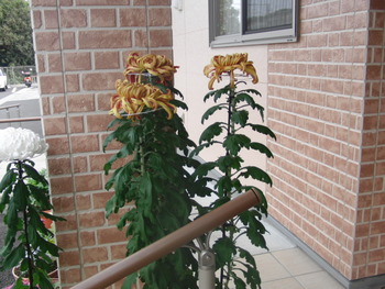 観賞菊毎年持参してくれます