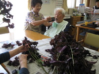 昔なつかしい【赤シソ】・・・との格闘