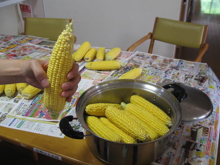 今日も新鮮なとうもろこしを頂きました
