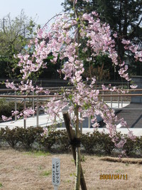 2人3脚のしだれ桜